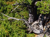 Zirbenwurzel ragt aus dem grünen Nadeldickicht
